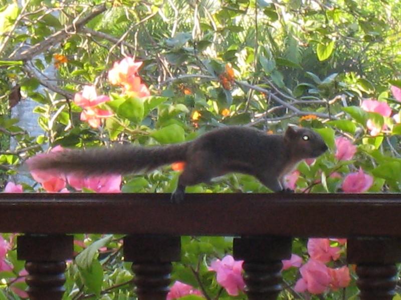 2007 07 22 BALI 019.jpg